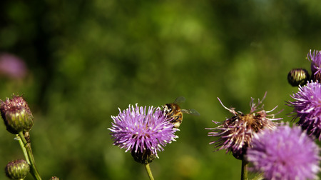 bee on flowerの写真素材