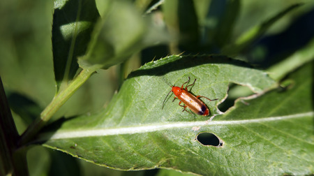Beetle on the leaf