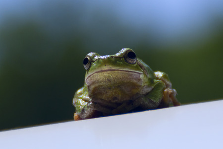 Tree green frog shot closeupの写真素材