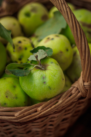 Basket with apples. Autumn harvesting. Collected homemade apples in the basket. Healthy foodの写真素材