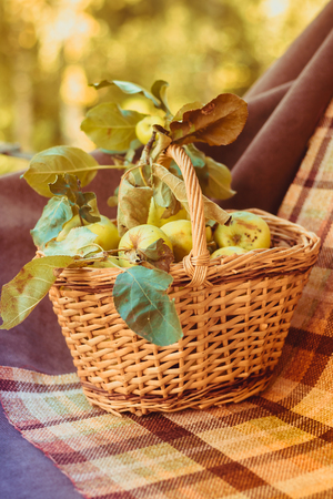 Basket with apples. Autumn harvesting. Collected homemade apples in the basket. Healthy foodの写真素材