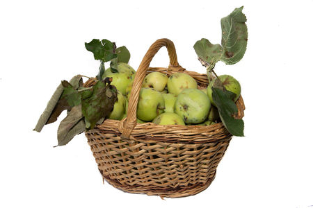 Basket with apples. Autumn harvesting. Collected homemade apples in the basket. Healthy foodの写真素材