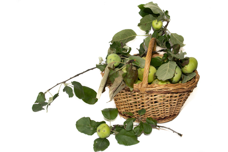 Basket with apples. Autumn harvesting. Collected homemade apples in the basket. Healthy foodの写真素材