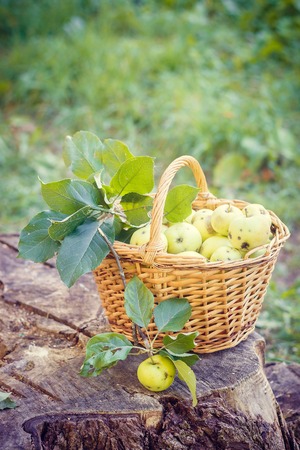 Basket with apples. Autumn harvesting. Collected homemade apples in the basket. Healthy foodの写真素材