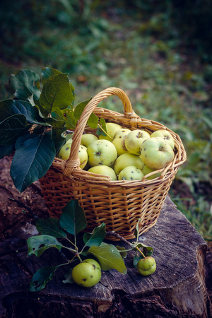 Basket with apples. Autumn harvesting. Collected homemade apples in the basket. Healthy foodの写真素材