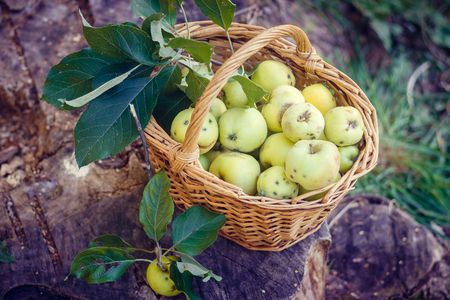 Basket with apples. Autumn harvesting. Collected homemade apples in the basket. Healthy foodの写真素材