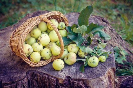 Basket with apples. Autumn harvesting. Collected homemade apples in the basket. Healthy foodの写真素材