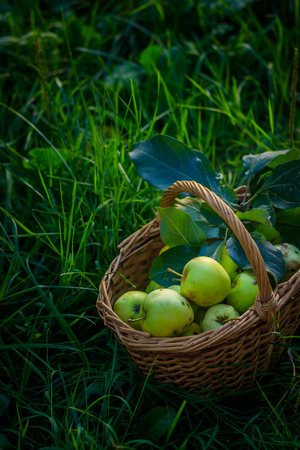Basket with apples. Autumn harvesting. Collected homemade apples in the basket. Healthy foodの写真素材