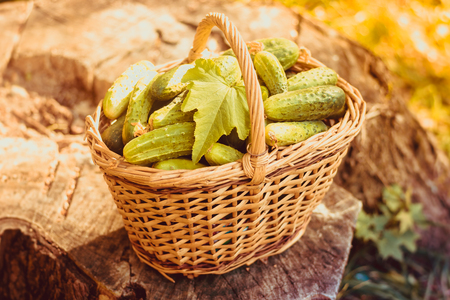 Basket with cucumbers. Autumn harvesting. Summer harvest. Blanks for the winter. Basket of vegetables. Fresh basket of vegetables. Fresh cucumbersの写真素材