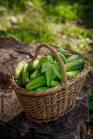 Basket with cucumbers. Autumn harvesting. Summer harvest. Blanks for the winter. Basket of vegetables. Fresh basket of vegetables. Fresh cucumbersの写真素材