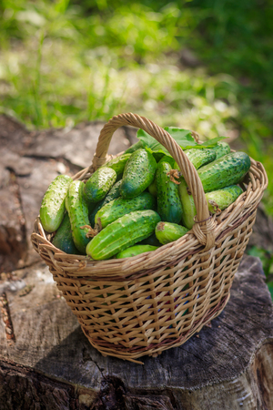 Basket with cucumbers. Autumn harvesting. Summer harvest. Blanks for the winter. Basket of vegetables. Fresh basket of vegetables. Fresh cucumbersの写真素材
