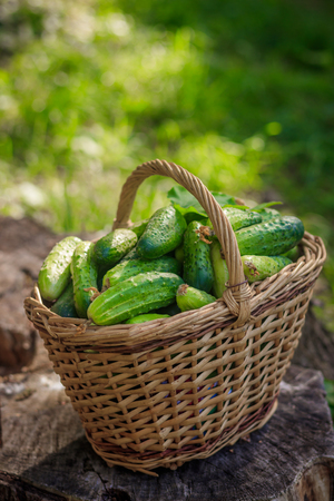 Basket with cucumbers. Autumn harvesting. Summer harvest. Blanks for the winter. Basket of vegetables. Fresh basket of vegetables. Fresh cucumbersの写真素材