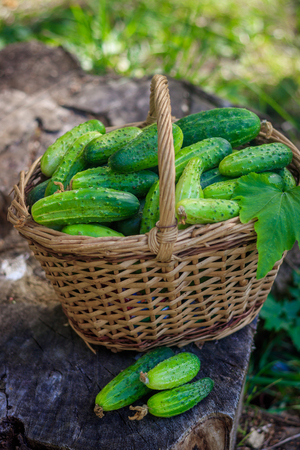 Basket with cucumbers. Autumn harvesting. Summer harvest. Blanks for the winter. Basket of vegetables. Fresh basket of vegetables. Fresh cucumbersの写真素材