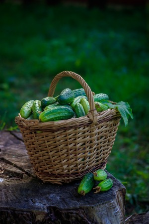 Basket with cucumbers. Autumn harvesting. Summer harvest. Blanks for the winter. Basket of vegetables. Fresh basket of vegetables. Fresh cucumbersの写真素材