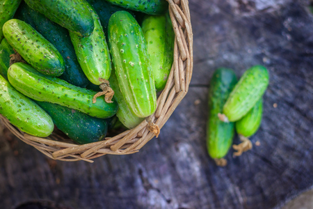 Basket with cucumbers. Autumn harvesting. Summer harvest. Blanks for the winter. Basket of vegetables. Fresh basket of vegetables. Fresh cucumbersの写真素材