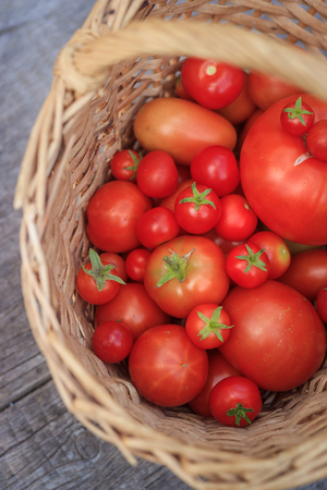 Tomatoes in a basket on a wooden background. Autumn harvest. Harvesting in summer and autumn. Homemade vegetables. Red vegetables.の写真素材