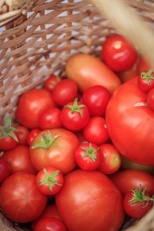 Tomatoes in a basket on a wooden background. Autumn harvest. Harvesting in summer and autumn. Homemade vegetables. Red vegetables.の写真素材