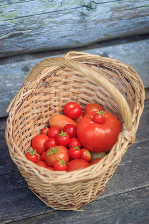 Tomatoes in a basket on a wooden background. Autumn harvest. Harvesting in summer and autumn. Homemade vegetables. Red vegetables.の写真素材