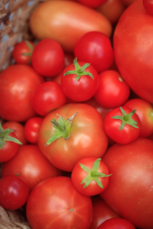 Tomatoes in a basket on a wooden background. Autumn harvest. Harvesting in summer and autumn. Homemade vegetables. Red vegetables.の写真素材