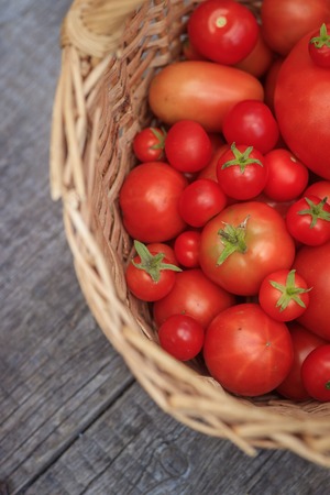 Tomatoes in a basket on a wooden background. Autumn harvest. Harvesting in summer and autumn. Homemade vegetables. Red vegetables.の写真素材