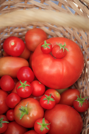 Tomatoes in a basket on a wooden background. Autumn harvest. Harvesting in summer and autumn. Homemade vegetables. Red vegetables.の写真素材