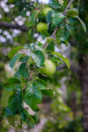 The apple is hanging on a branch. Fruit trees with fruits. End of summer, harvestingの写真素材