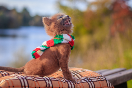 Little kitten on a walk with a color scarf. The kitten is walking. Pet. Autumn photo with an animal. Fluffy smoky cat with a haircut. Groommer haircut cat.の写真素材