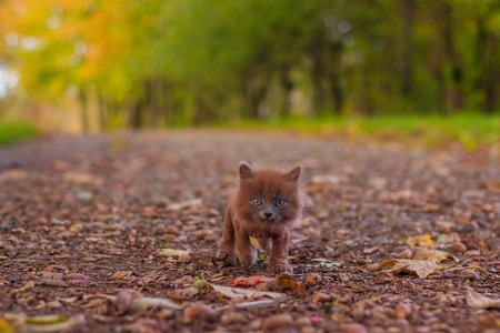 Little kitten on a walk on the path. The kitten is walking. Pet. Autumn photo with an animal. Fluffy...