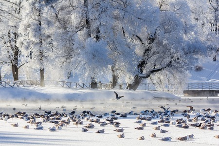 Morning winter frosty landscape in the park. Winter landscape. Severe frost, snowy trees, sunny weather. Beautiful winter seasonal background. Winter frost in the parkの写真素材
