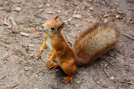 Squirrel looks around. Wild animals parks. Family of rodents.