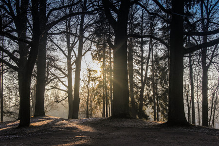 Evening frosty winter park. Morning frost. Winter snow fairy taleの写真素材