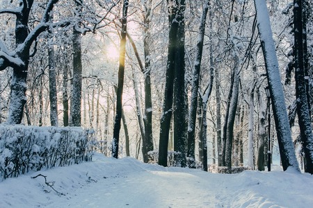 Evening frosty winter park. Morning frost. Winter snow fairy taleの写真素材