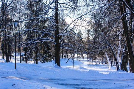 Photo of morning frosty winter parkの写真素材