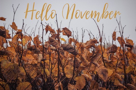 Postcard design template with Guelder-rose is covered with frost on the blur background and text hello november.の写真素材