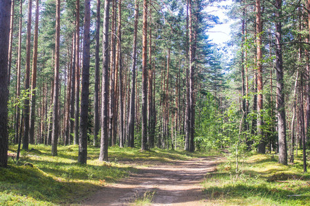 Photo of morning light in the forest