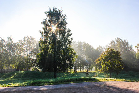 beautiful morning light in public park with green grass field. Morning light in the park in summer,...