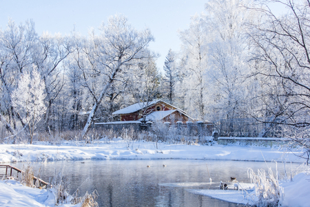 Winter landscape in clear weather. Morning bright sun. Snow plays shine. Winter picture. Frosty Snow Parkの写真素材
