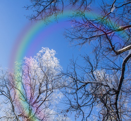 Frozen tree branches. White frost in winter on a branch. Winter pictureの写真素材
