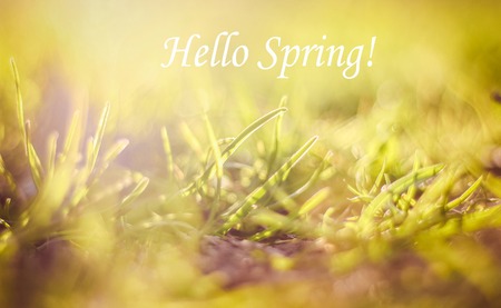 Hello, spring picture. Greeting card. Spring picture Text Hello Spring