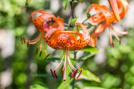 Blooming lily. Beautiful blooming summer flower.の写真素材