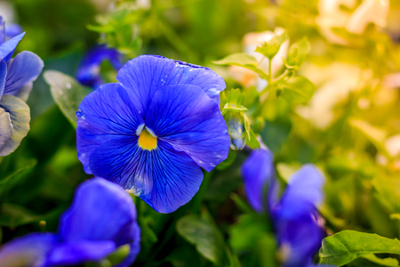 Blooming pansies. Beautiful blooming summer flower.の写真素材