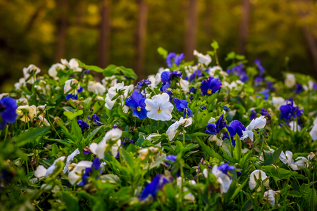 Blooming pansies. Beautiful blooming summer flower.の写真素材