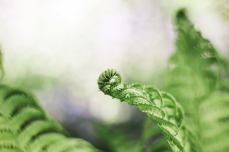 Fern leaf Leaf of a green plant. Green leaf fern. Unusual plant. Fernの写真素材