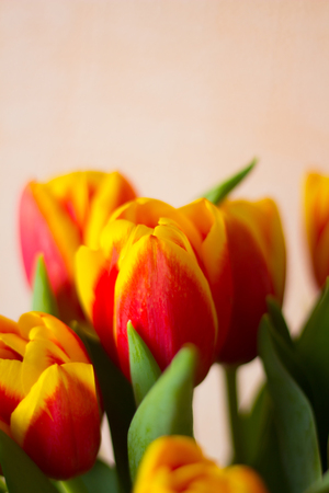 Red tulips in a vase. Postcard to the international women's day. March 8.の写真素材