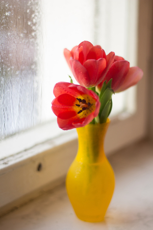 Red tulips in a vase. Postcard to the international women's day. March 8.の写真素材