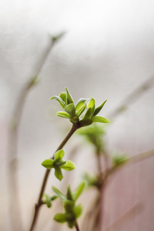 Blossoming leaf on a branch of a bush. Spring nature. Nature wakes up. Hello Springの写真素材