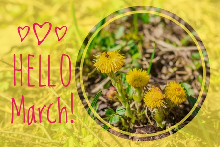 Banner hello march. Greetings of spring. We are waiting for spring. Hello marchの写真素材