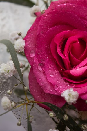Flower pink rose. Petals blooming beautiful flower. Gift to the girl. Beautiful roseの写真素材