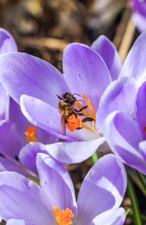 The first spring flowers. A flower blooms. New life. Spring came. Warming, melted snow. Crocuses. Crocuses bloomの写真素材
