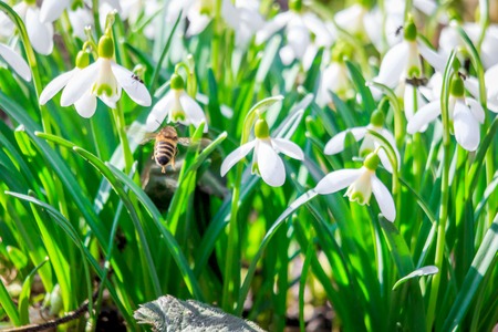 The first snowdrops stick out from under the snow. The first spring flowers. A flower blooms. New life. Spring came. Warming, melted snow. Beautiful white flowers. Snowdropsの写真素材